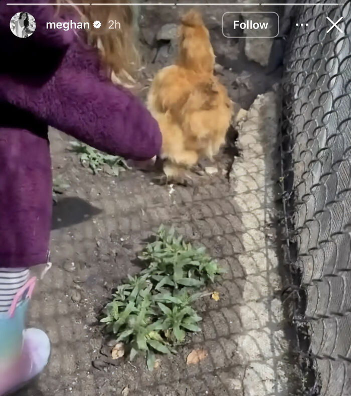 A child's hand near a chicken, renewing concern for Meghan Markle's kids. A child's hand near a chicken, renewing concern for Meghan Markle's kids.