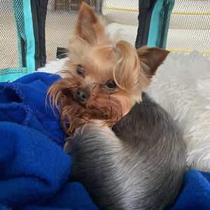 kacicorrigan avatar