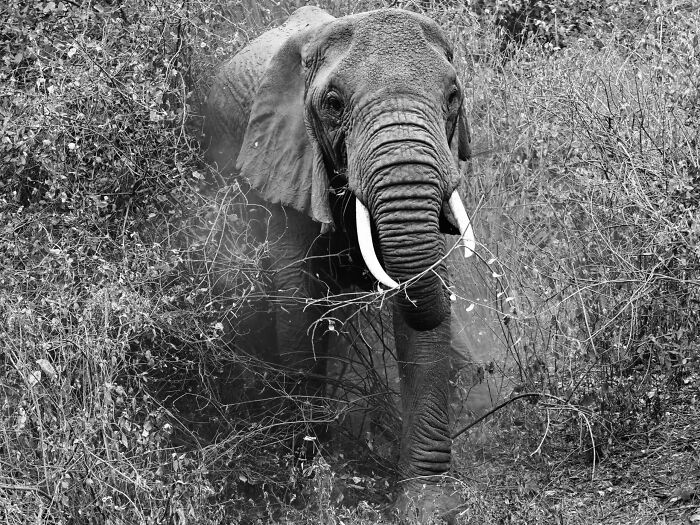 Charging Elephant By S Devarajan