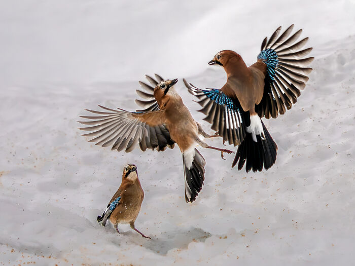 Birds, 3rd Place: Jays Fighting With An Audience By Jesse Cason