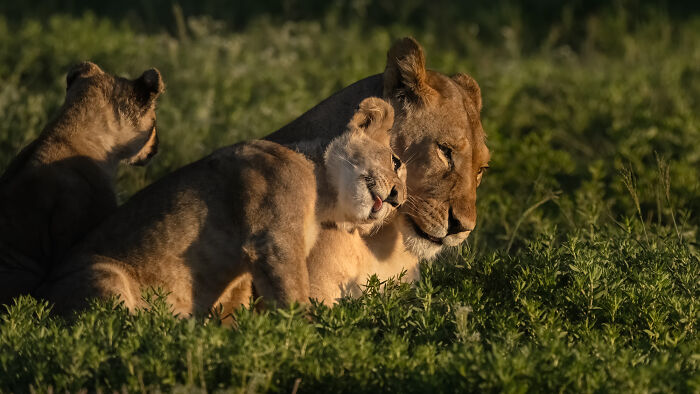 Lion Cub Love You By Willem Kruger