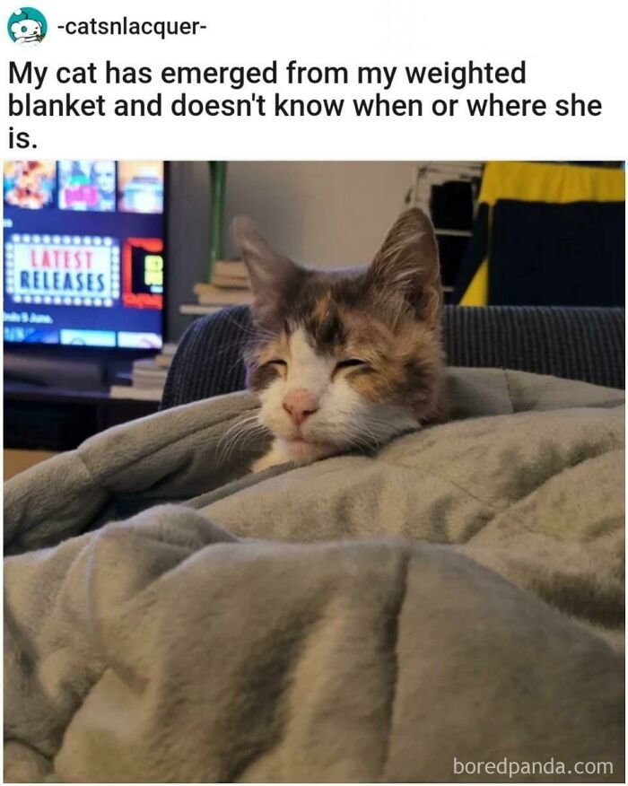 A cute cat peeking out from a weighted blanket, a heartwarming animal meme.