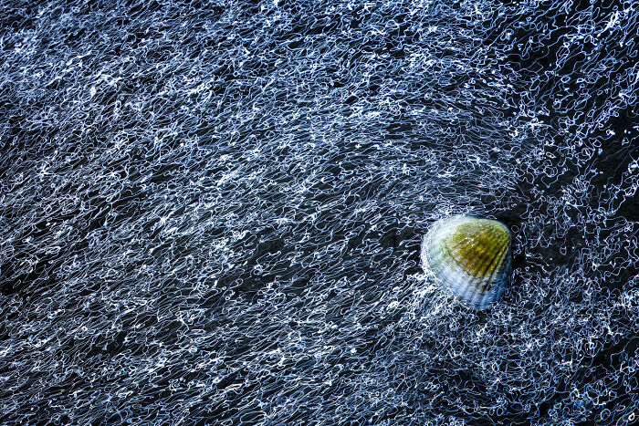 A stunning abstract nature photo of a shell on a dark, textured surface, showcased at the Nature Photography Festival.