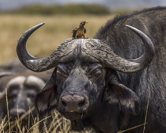 Cape Buffalo By Michael Potts