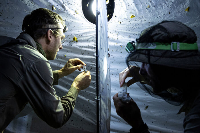 Two naturalists collecting moths for a nature photography festival, illuminated by bright lights in a tent.