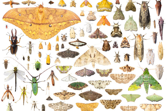 A collage of diverse insects including moths and beetles, showcasing the intricate details celebrated in nature photography.
