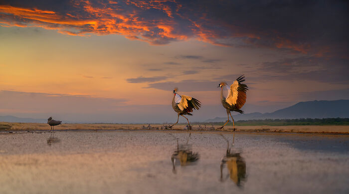 Birds, 2nd Place: Morning Dance By Xuejun Long