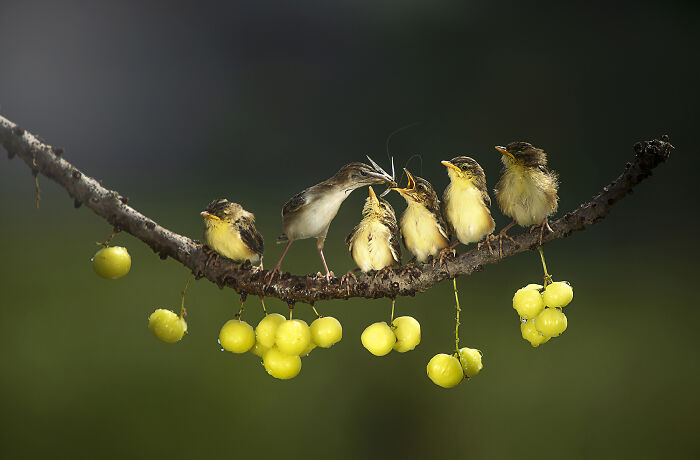 Birds, Honorable Mention: Mother's Love By Dikye Ariani