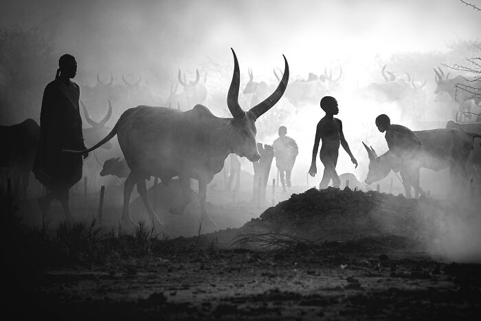 Black & White, 2nd Place: Mundari Cattle Camp By Svetlin Yosifov