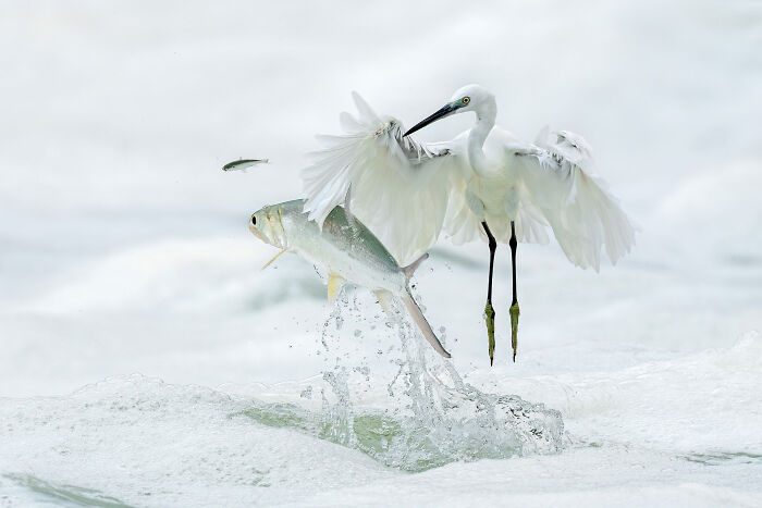 Birds, 1st Place: Pass By By Xiaoping Lin