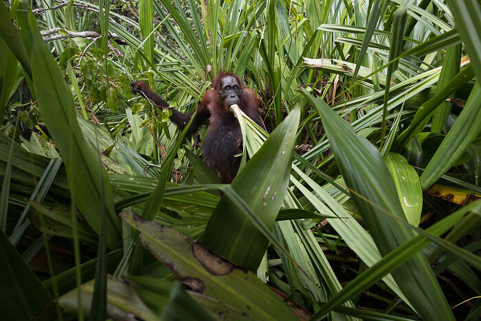 Wildlife, Honorable Mention: The Vulnerable Temple Of The Orange Spirit By Benoit Rondelet
