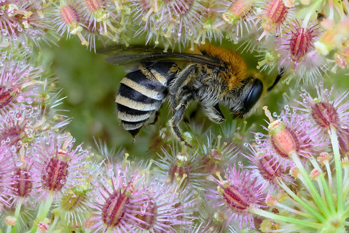A striped bee is nestled among delicate pink flowers, a detailed close-up in nature photography.