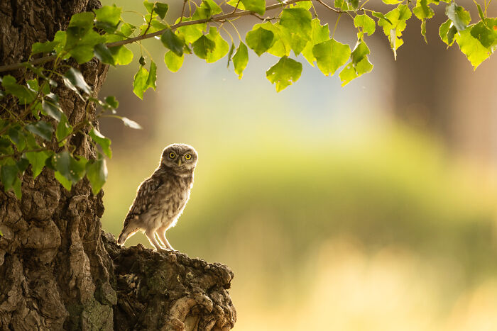 A small owl perches on a tree trunk, gazing forward, showcasing an intimate moment of nature photography.
