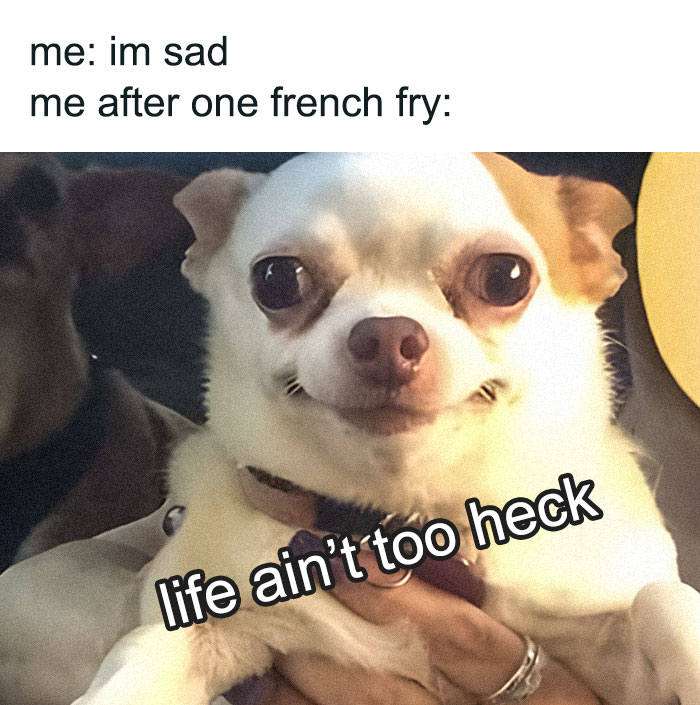 A neurodivergent brain meme featuring a happy dog after one french fry, showing how small joys can make life feel good.