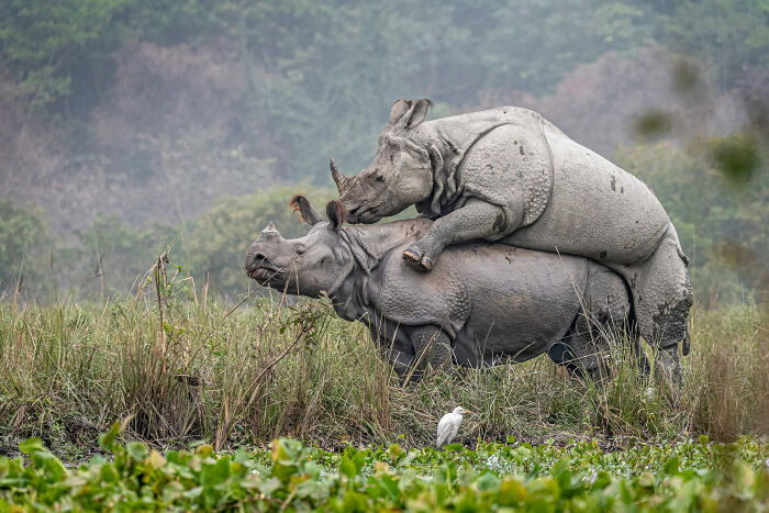 Rhino Mating By Abhijeet Kumar Banerjee