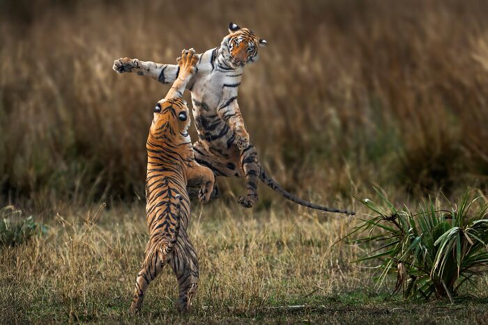 Rite Of Passage By Somdutt Prasad