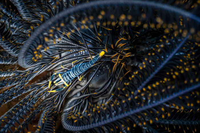Shrimps Of A Feather By Simon Biddie