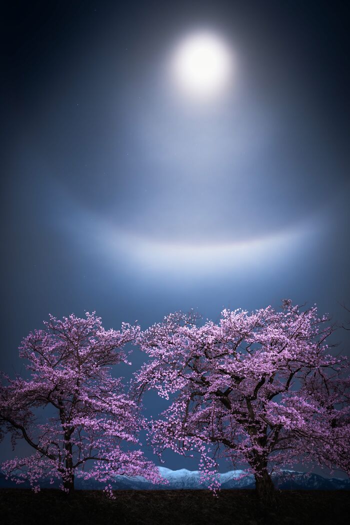 An astronomy photo of bright moonlight creating a halo over cherry blossom trees against a dark sky.
