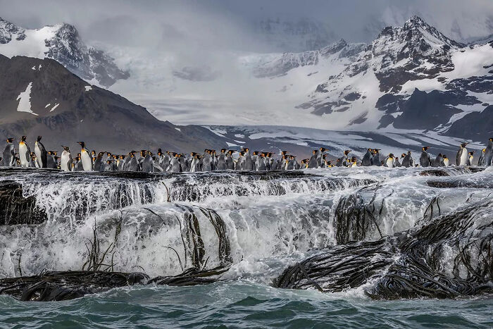 A colony of penguins perched on a rocky, wave-battered outcrop, set against a backdrop of snow-capped mountains, a winning European Photography Awards image.