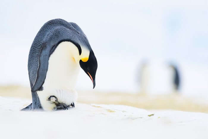 An emperor penguin with a chick on its feet, showcasing nature photography from the festival.