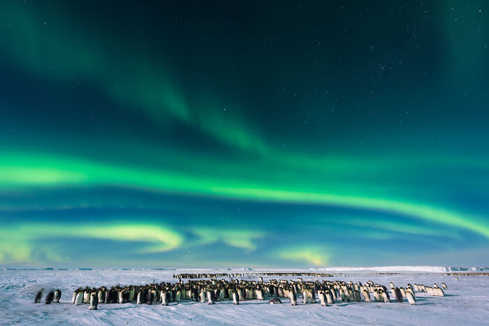 Emperor penguins stand on a snowy expanse under a vibrant aurora borealis, a stunning capture of nature photography.
