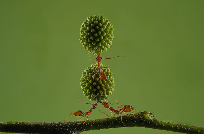 Open Color, 2nd Place: Teamwork By Dikye Ariani