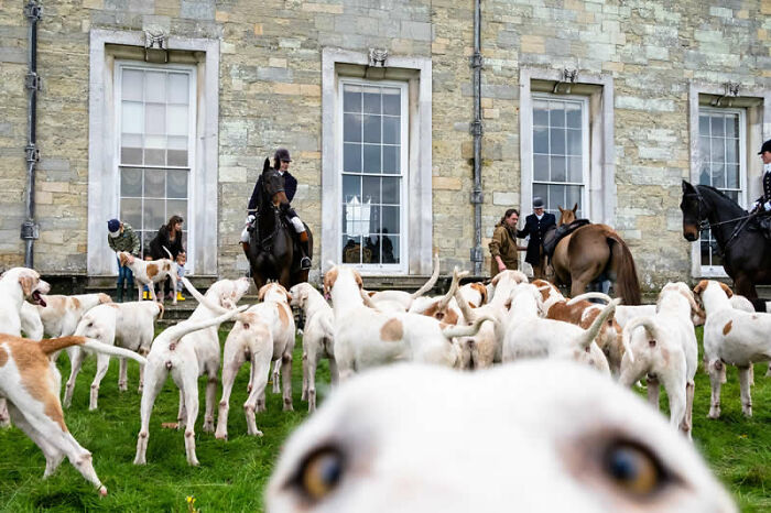 A pack of dogs and people on horseback in front of a stone building, a dynamic shot from the LensCulture Street Photography Awards.
