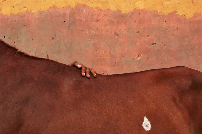 Hand caressing a horse's back against a textured wall, a winning photo from the LensCulture Street Photography Awards.
