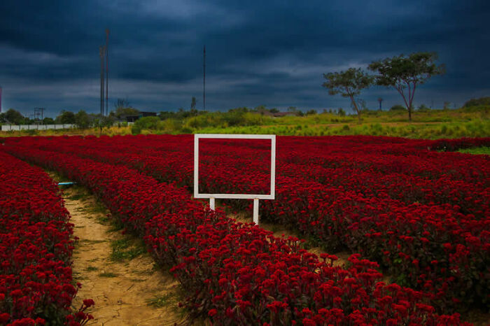 A white square frame stands in a field of vibrant red flowers under a dramatic dark sky, a winning photo from the LensCulture Street Photography Awards.