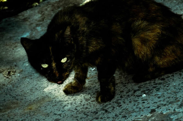 A dark cat with glowing eyes stares intently, a mesmerizing winning photo from the LensCulture Street Photography Awards.