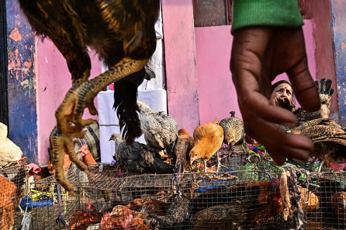 A hand holding a large rooster in a bustling market scene with many chickens in cages below, a winning photo from the LensCulture Street Photography Awards.