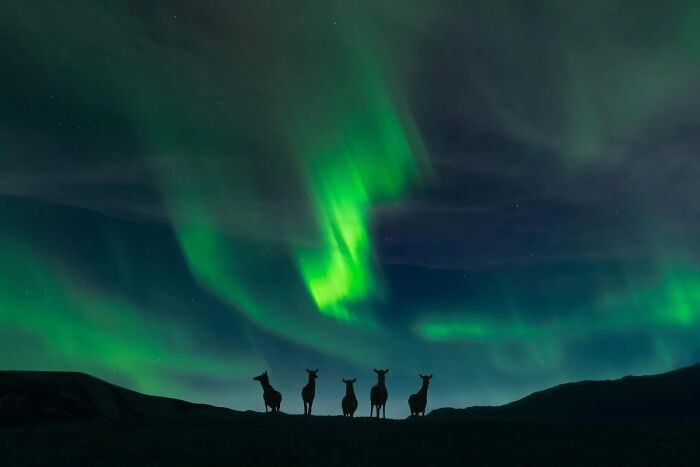 Silhouettes of five animals stand on a ridge under a vibrant green aurora borealis, a winning image from the 2026 European Photography Awards.