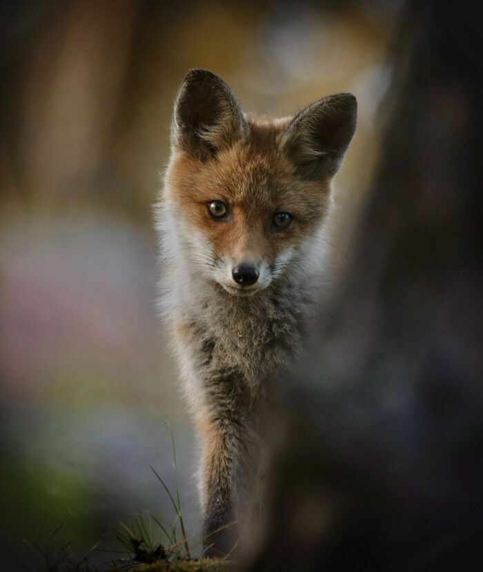 The Fox Cub Behind The Tree By Magnus Laupa