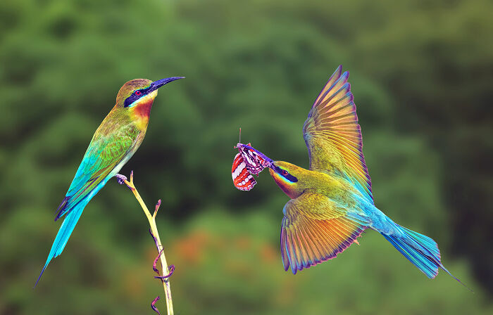 Birds, Honorable Mention: The Gift By Graeme Guy