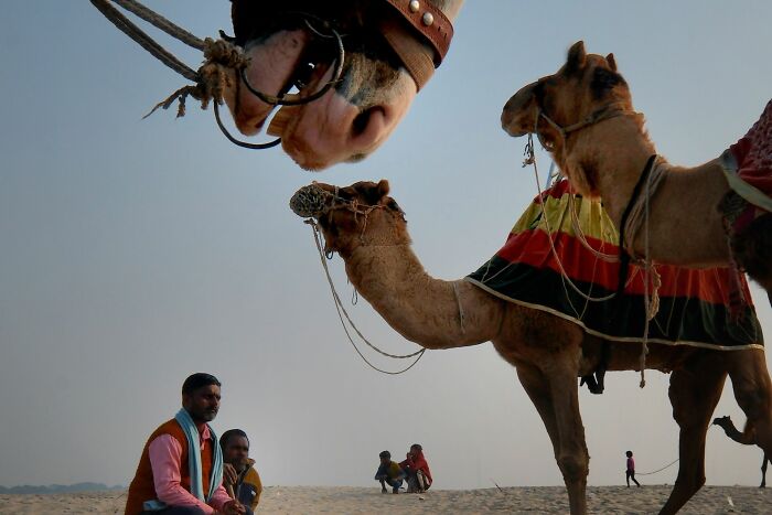 A striking low-angle view of two camels and a horse's muzzle, with men seated in the desert, showcasing authentic street photography.