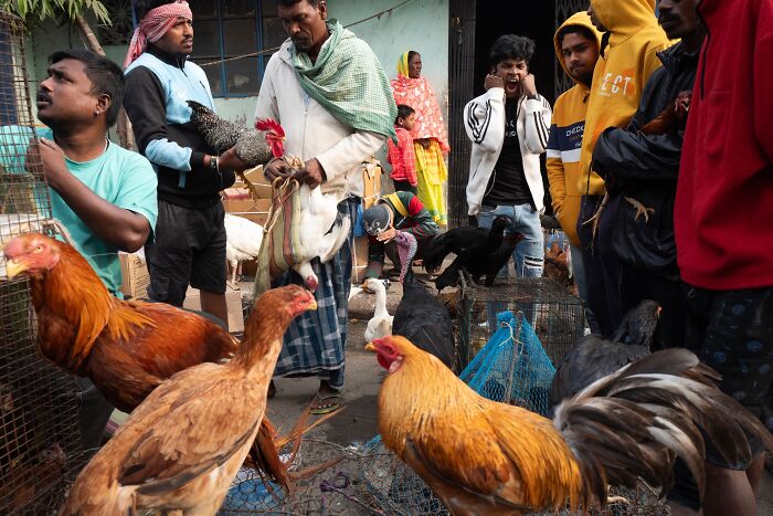 A lively street scene with people selling and buying chickens and ducks, an authentic moment of daily life street photography.