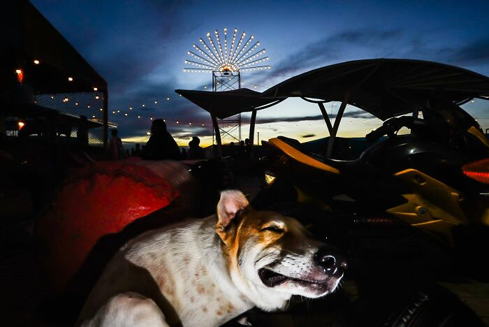 Dog resting at dusk with illuminated lights in the background, a serene moment in street photography.