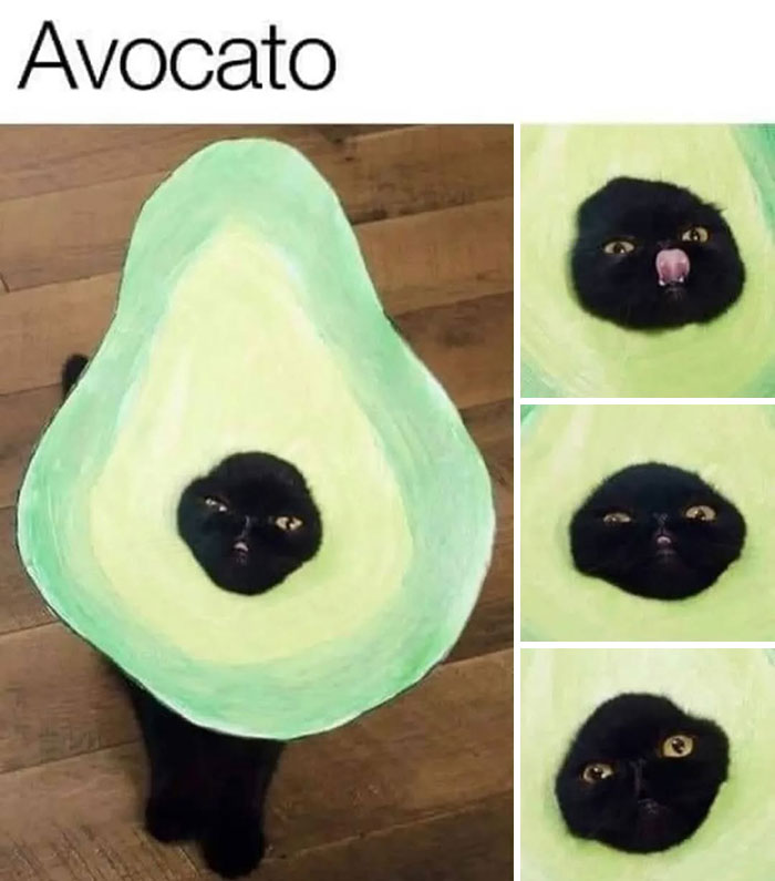 A black cat inside an avocado costume, with close-ups of its face making different expressions, an avocato cat meme.