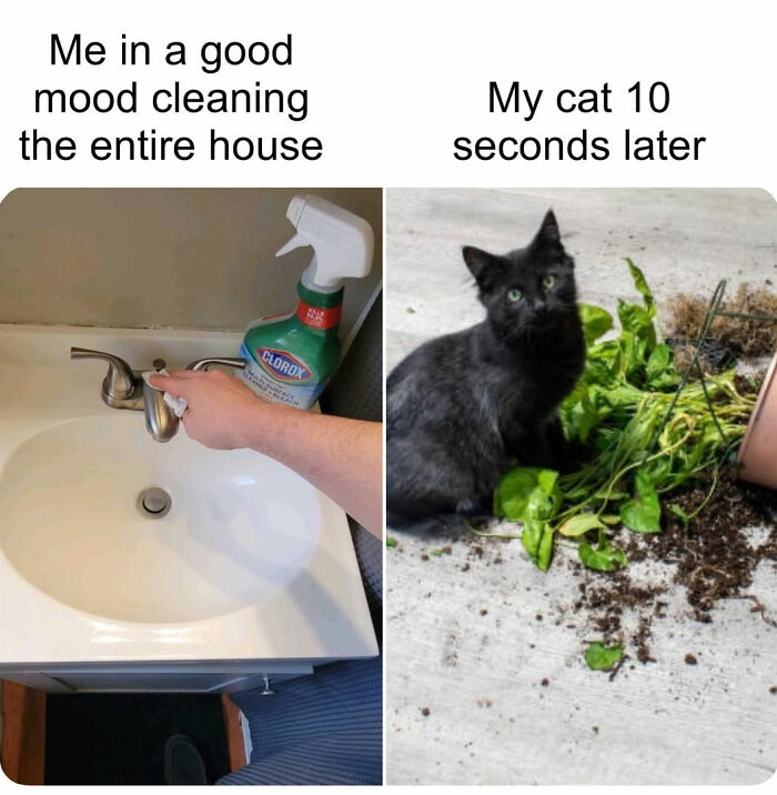 A split image cat meme. Left side: a person cleaning a sink. Right side: a black cat with a knocked-over plant and dirt. The cat memes highlight life with a tiny four-legged menace.