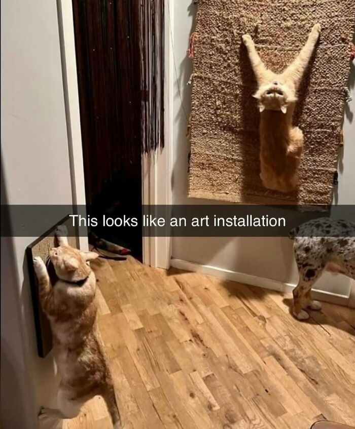 A cat hanging on a wall like an art installation, perfectly summing up life with a tiny four-legged menace.