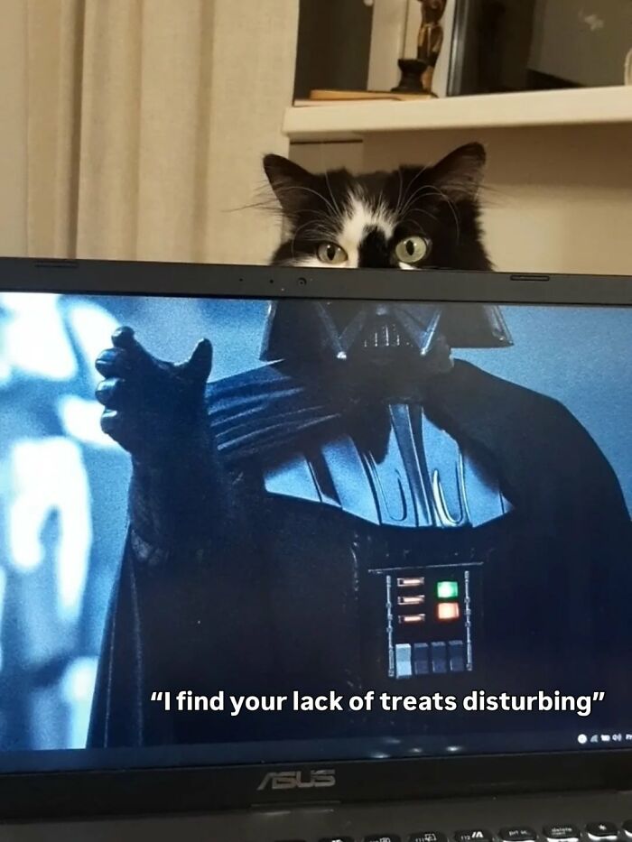 A cat meme featuring a black and white cat peeking over a laptop screen displaying Darth Vader. The cat memes highlight life with a tiny four-legged menace.