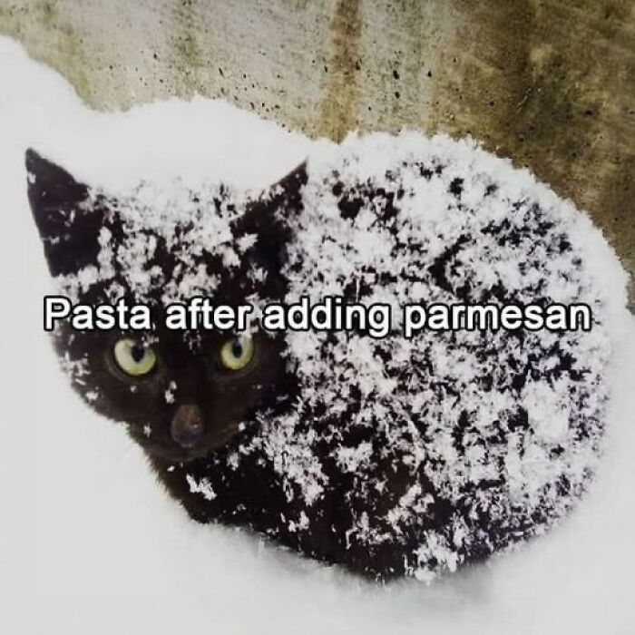 A black cat covered in snow, resembling pasta with parmesan, a funny cat meme about a tiny four-legged menace.