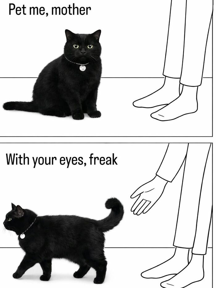 A cat meme illustrating a black cat demanding attention from a person, reflecting the humorous side of life with a tiny four-legged menace.