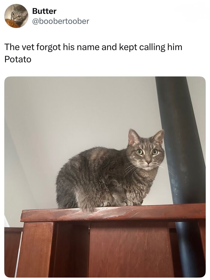 A cat meme showing a gray tabby cat looking at the camera, exemplifying the amusing moments of life with a tiny four-legged menace.