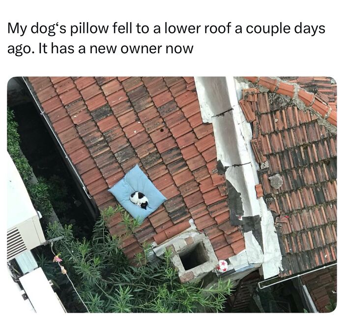 A tiny cat resting on a blue pillow on a tiled roof, illustrating the humorous challenges of life with a tiny four-legged menace.