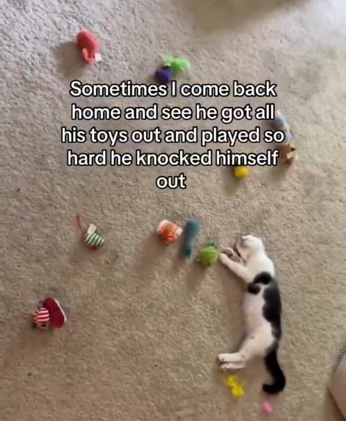 A cat meme featuring a black and white cat passed out on the floor surrounded by numerous cat toys after playing hard.