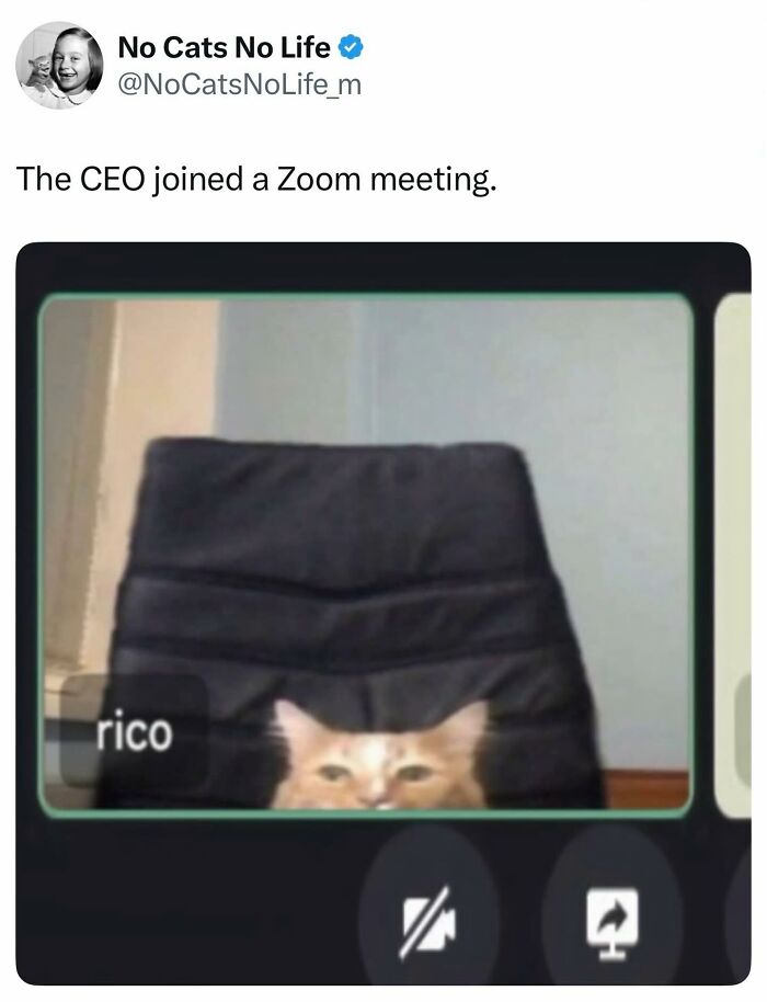 A cat meme showing a cat peeking over a chair in a Zoom meeting, with the username 'rico', captioned The CEO joined a Zoom meeting.