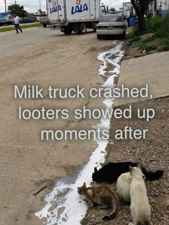 A cat meme depicting cats drinking spilled milk from a crashed milk truck, highlighting looters in a humorous way.
