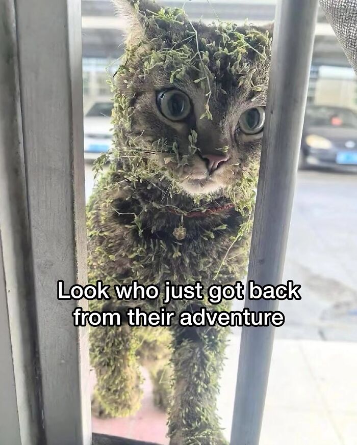 A funny cat meme showing a cat covered in green foliage after an adventure, peeking through a fence.