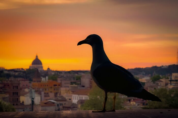 Murat Bakmaz captures the beauty of everyday life: A seagull silhouetted against a breathtaking sunset over a city.
